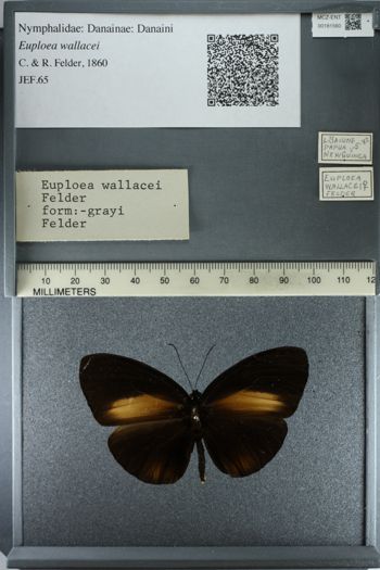 Media type: image;   Entomology 181560